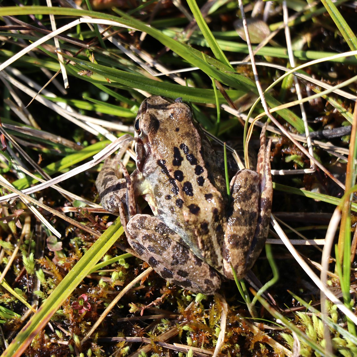 Newbridge Tidy Towns Association #DroicheadNua tweet media