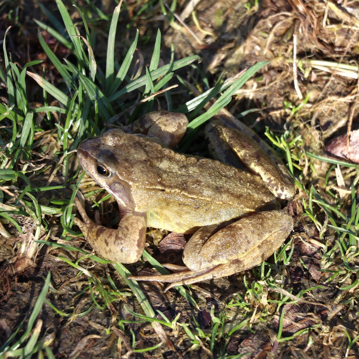 Newbridge Tidy Towns Association #DroicheadNua tweet media