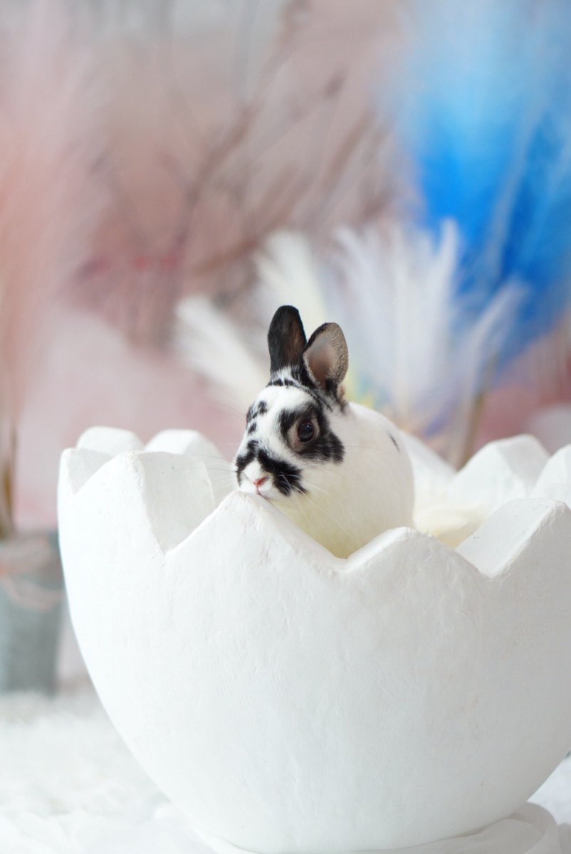 クッキー姉 tweet media