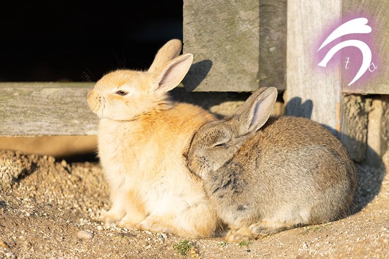 うさぎ写真家　uta tweet media