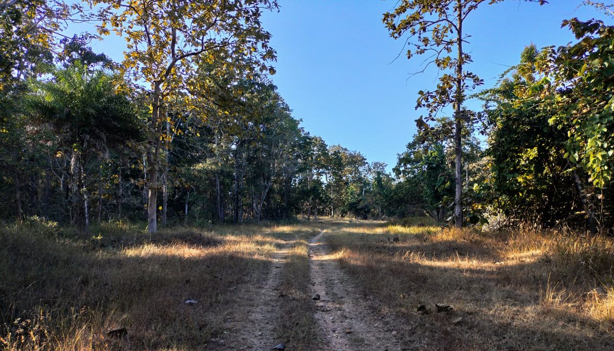 Pench Tiger Reserve tweet media