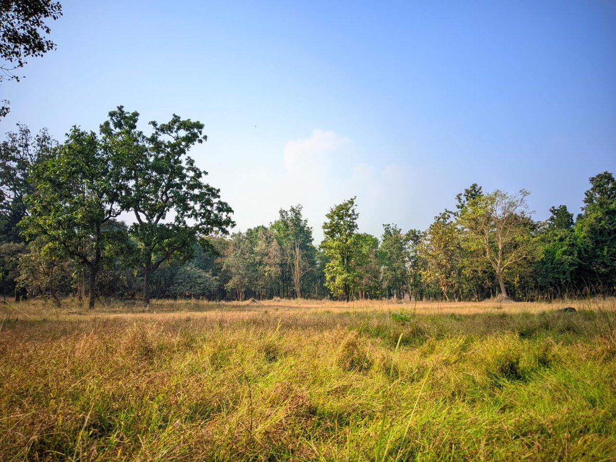 Pench Tiger Reserve tweet media