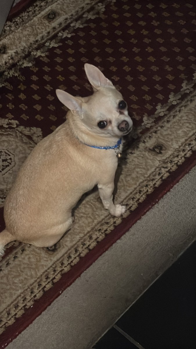 montanna tweet media