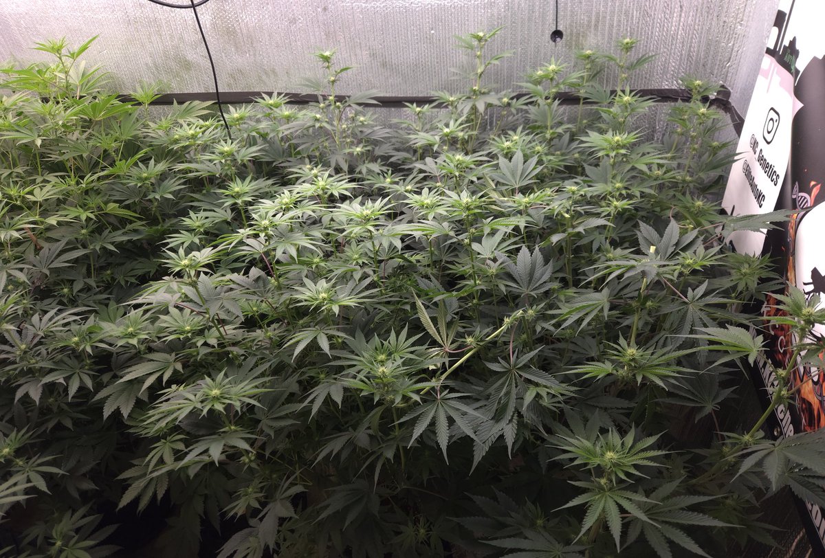 @kclightup tweet media