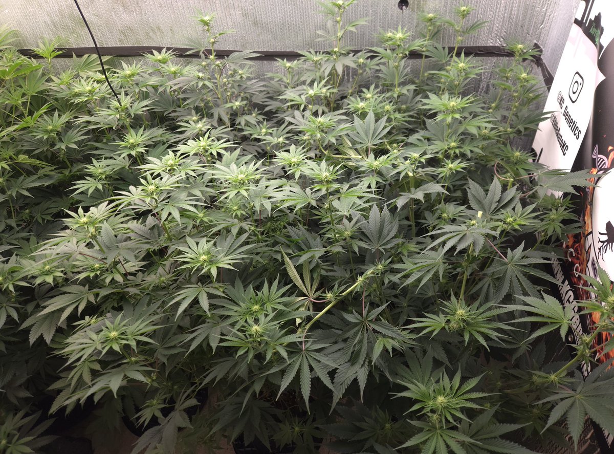 @kclightup tweet media