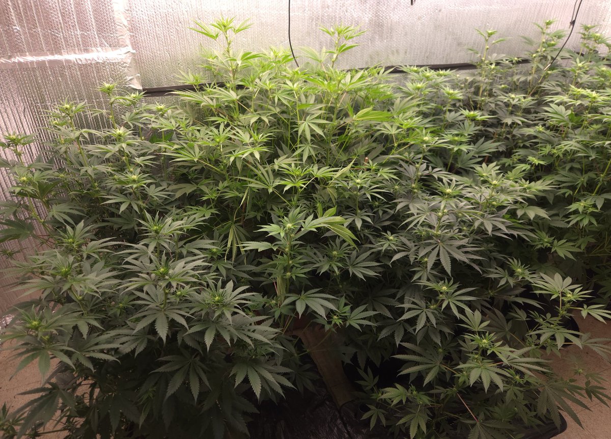 @kclightup tweet media