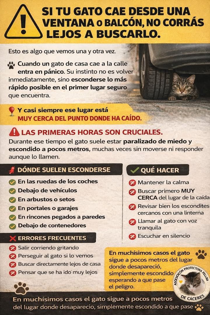 Adopciones Felinas VLC tweet media