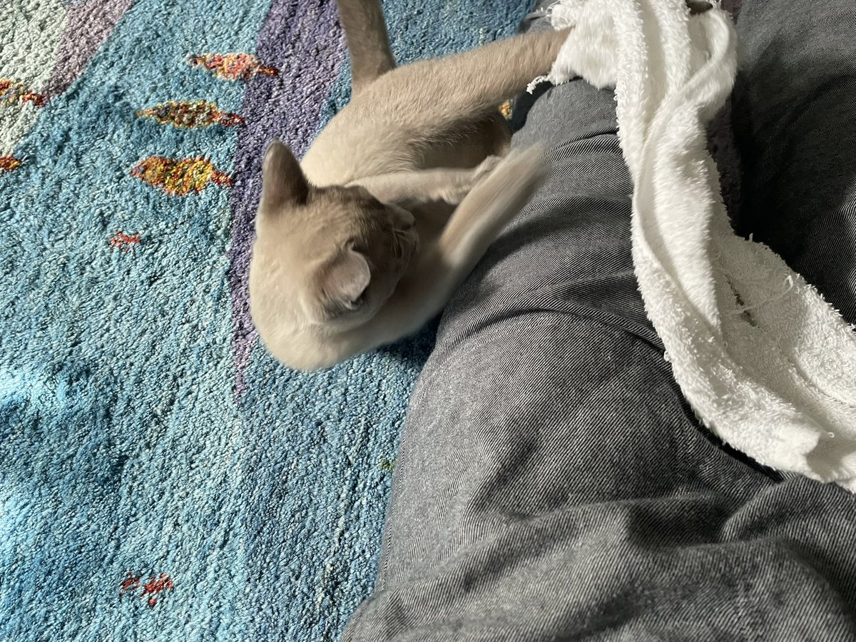 neko_unyu's tweet photo. #運輸 、人間とくっついて遊びたい図
まだちっちゃい時ですね。
#猫 #トンキニーズ #Tonkinese #unyu https://t.co/qelpLHsIR4