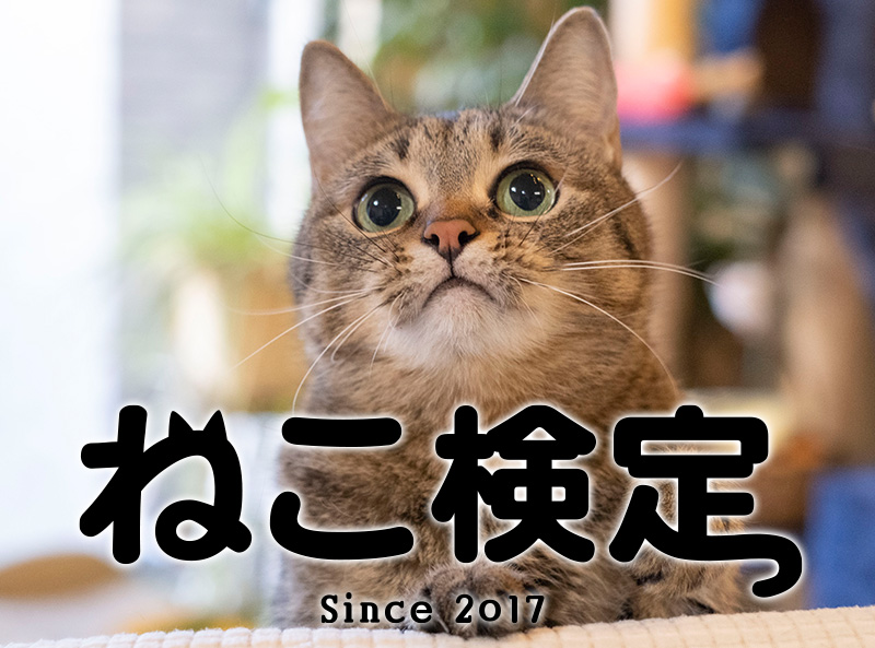 ねこ検定 公式 tweet media