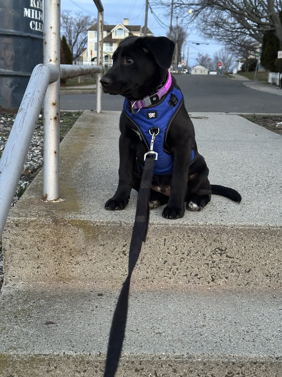 Walks with Buddy tweet media