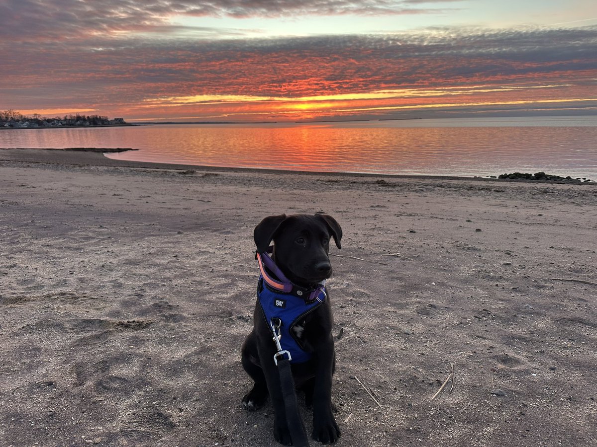 Walks with Buddy tweet media