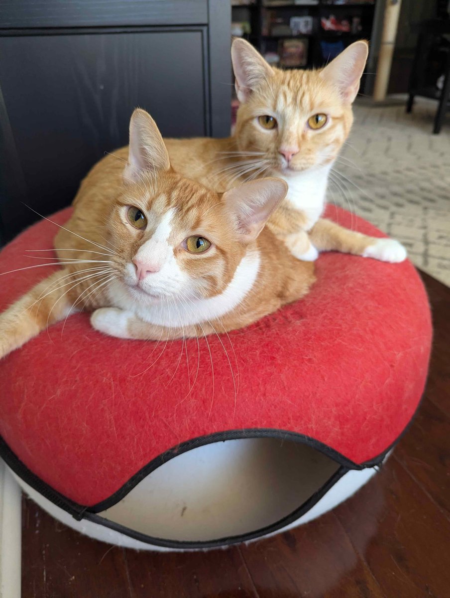 Cat Matchers tweet media