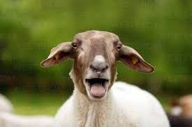 Klar Name Pinocchio tweet media