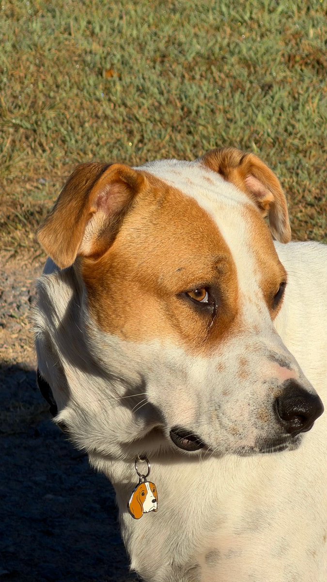 Pedro Lambertini tweet media