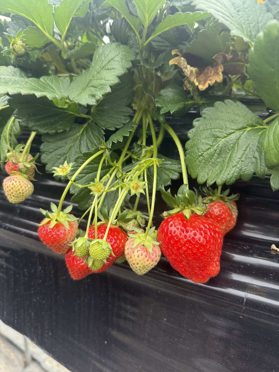 へずまニュース tweet media