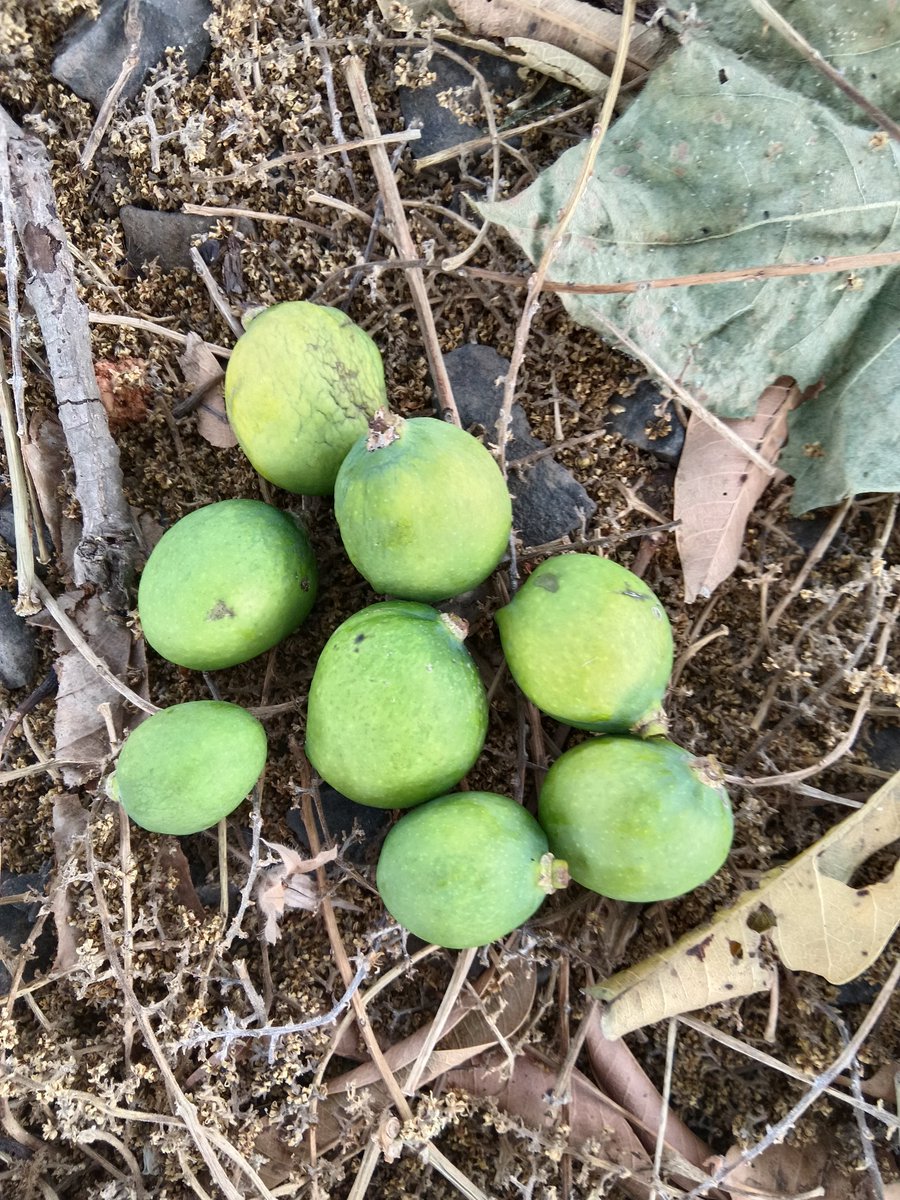 त र्क वा दी tweet media