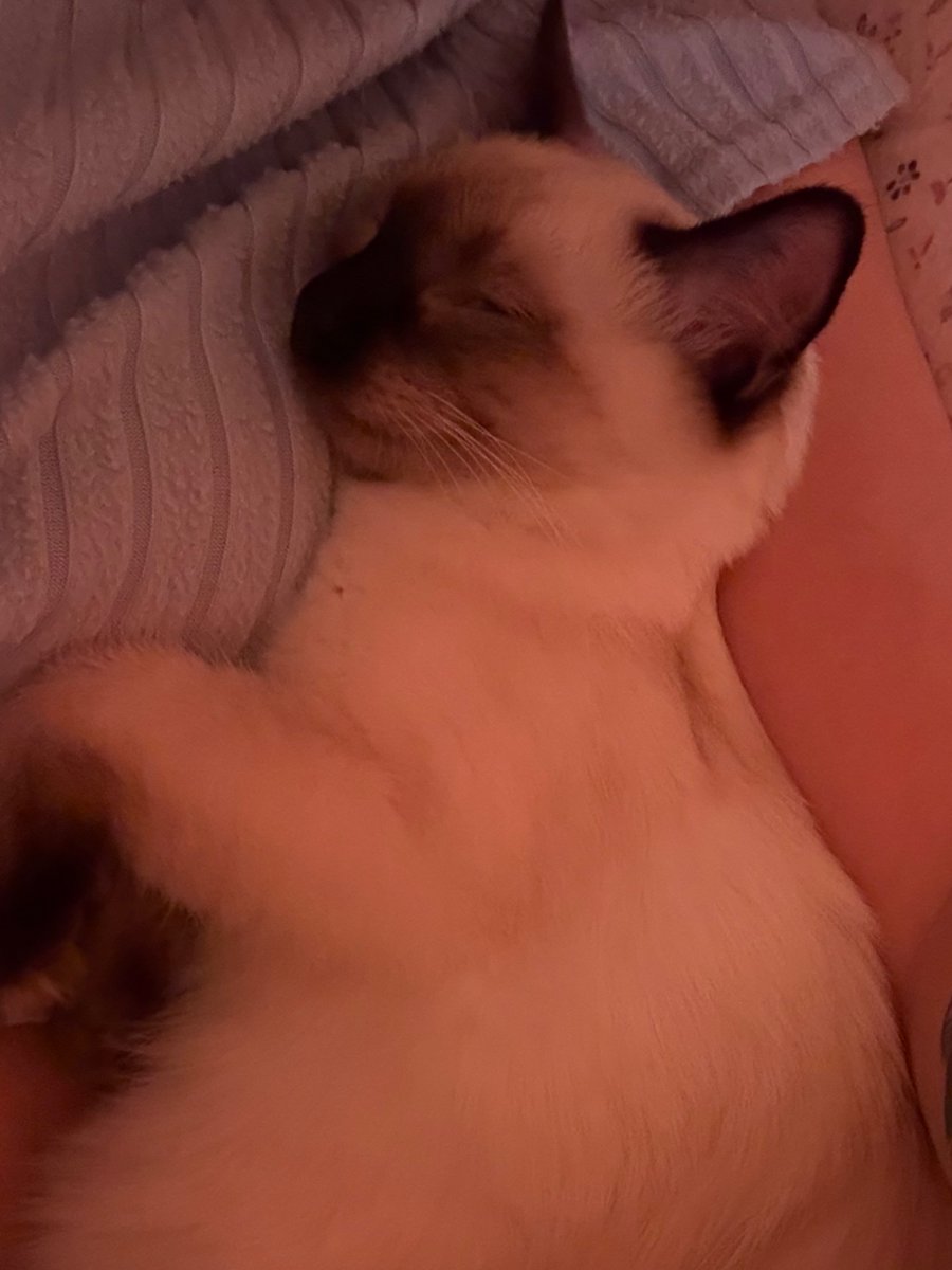 maggie z. 🎀 tweet media