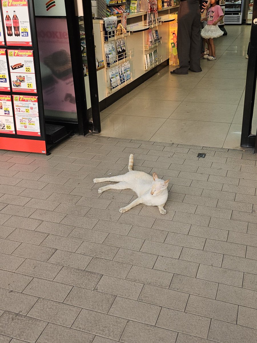 AOB ʕ´• ᴥ •`ʔ SAMA เหงามั้ยอ้ะ tweet media