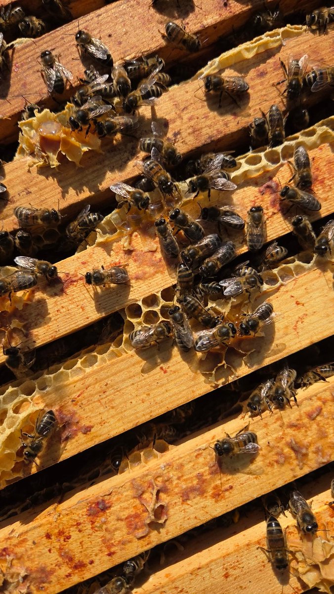 Chris Manton tweet media