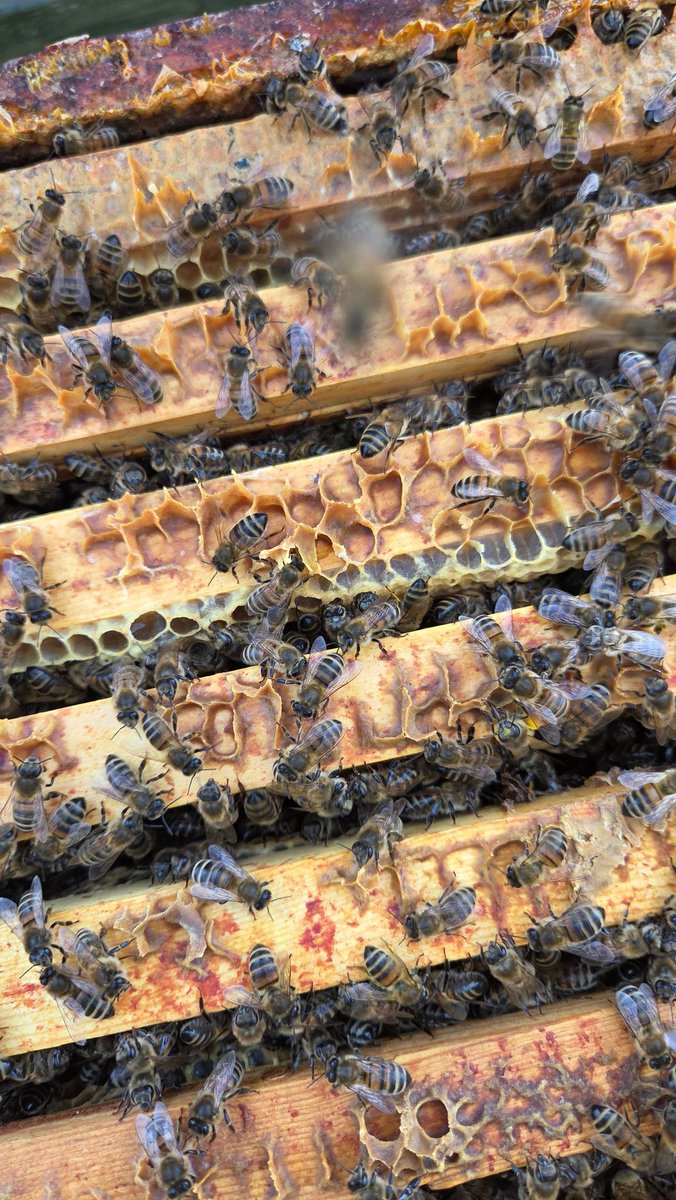 Chris Manton tweet media