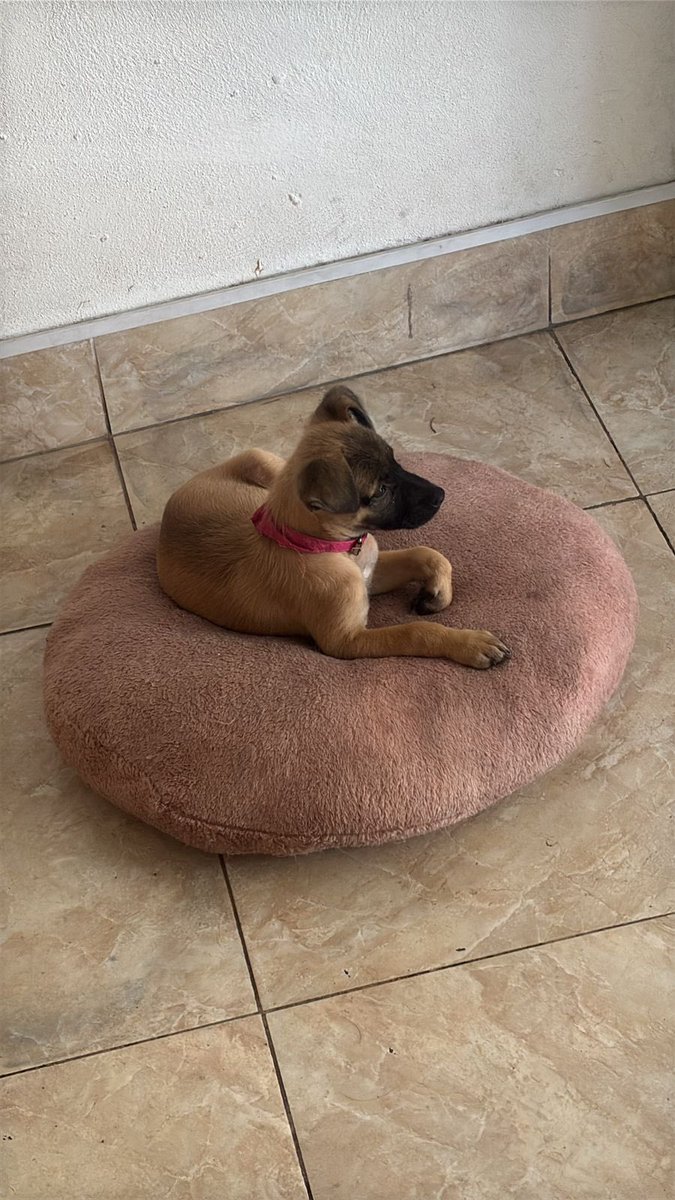 laura santa cruz tweet media