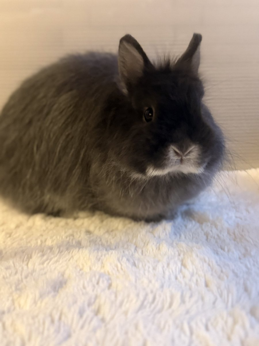 横浜旅行の疲れか体調不良が続くから補中益気湯を呑むよ💊