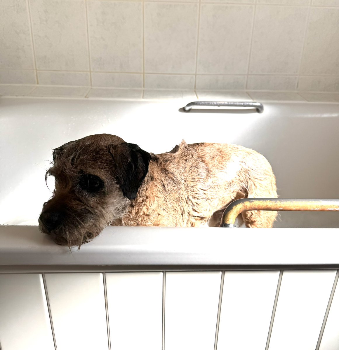 Sir Clapton Terrier tweet media