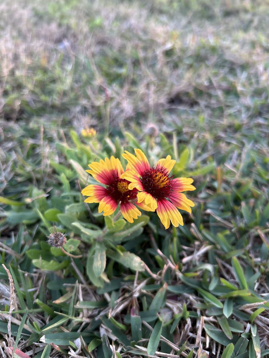 SıLэПТxGuЯu tweet media