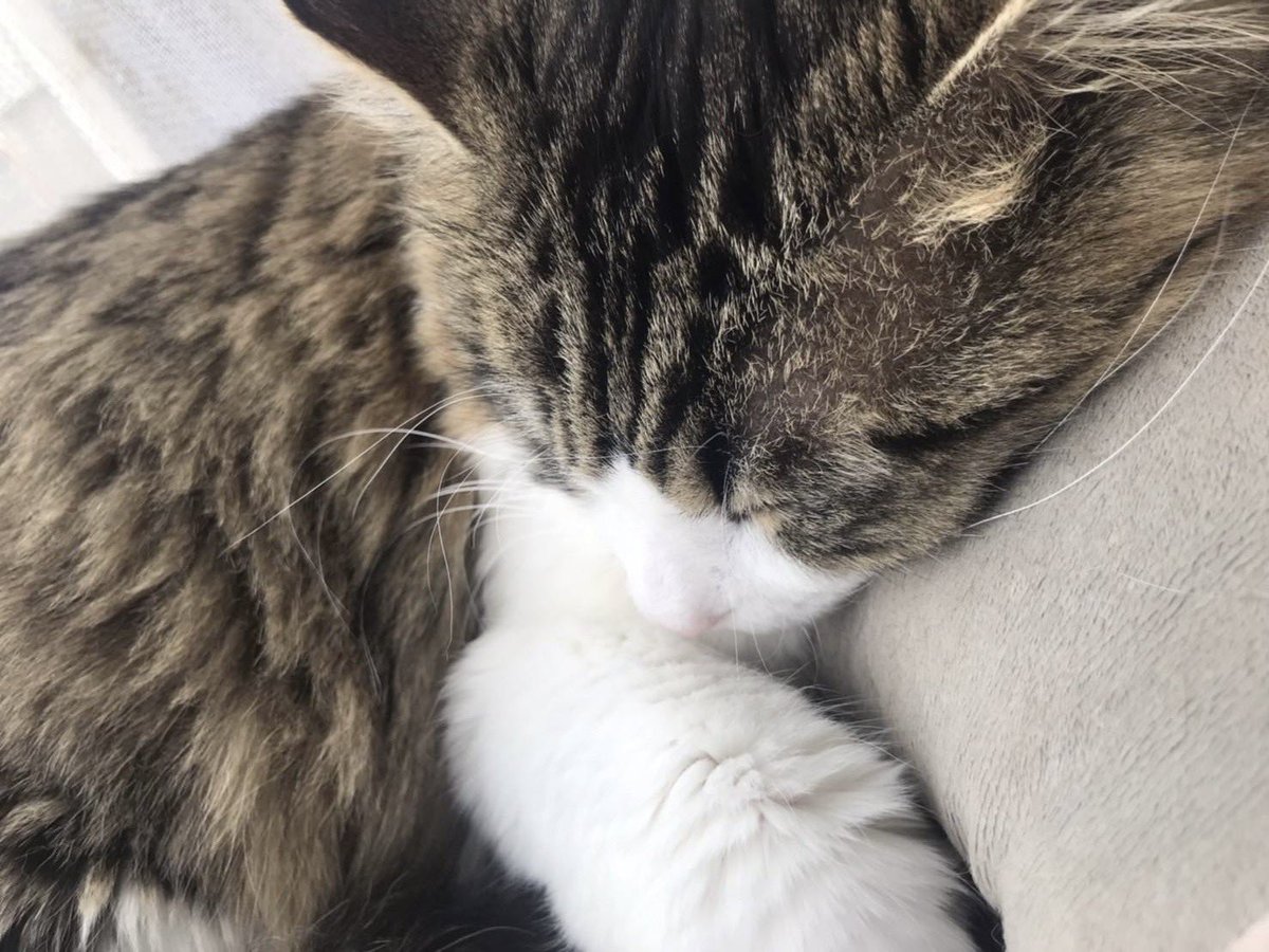 ゆる。 tweet media