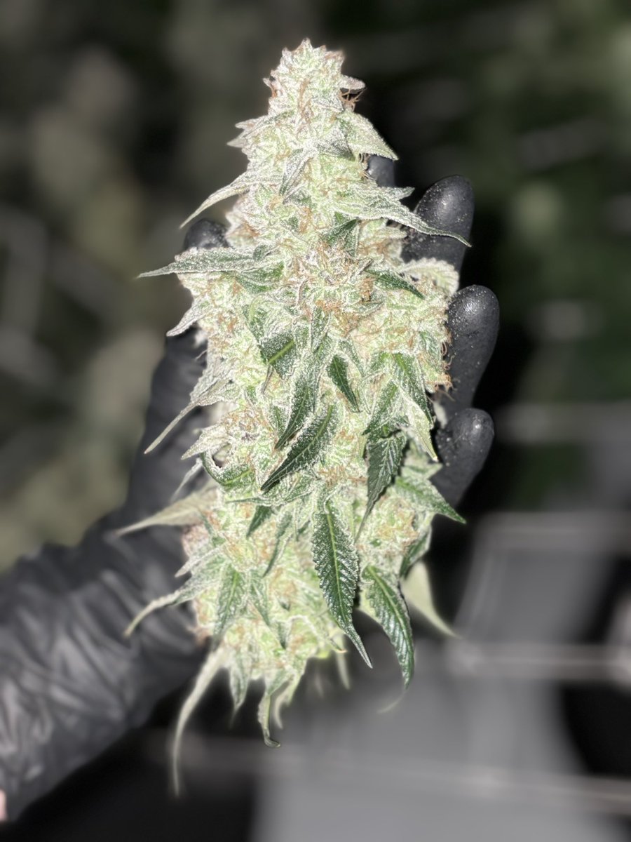 𝕵𝖊𝖘𝖘𝖆𝖑𝖎𝖈𝖎𝖔𝖚𝖘 🍃 tweet media