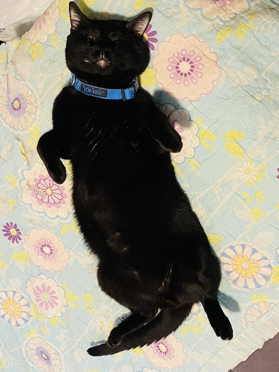 🇺🇸메고🐟 tweet media