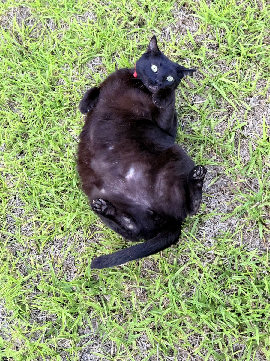 🇺🇸메고🐟 tweet media