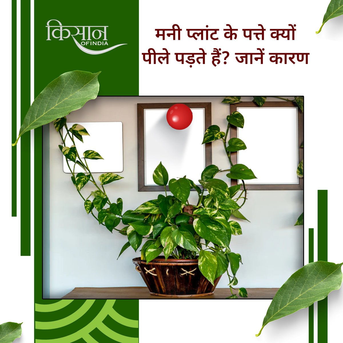 KisanofIndia's tweet image. मनी प्लांट को नाइट्रोजन, पोटैशियम और आयरन जैसे जरूरी पोषक तत्व नहीं मिलते, तो पत्तों की हरियाली कम होने लगती है। एक ही मिट्टी में लंबे समय तक रहने से उसकी उर्वरता घट जाती है, जिससे पत्ते पीले और कमजोर हो जाते हैं। 

#kisanofindia #moneyplant #plantcare #gardeningtips