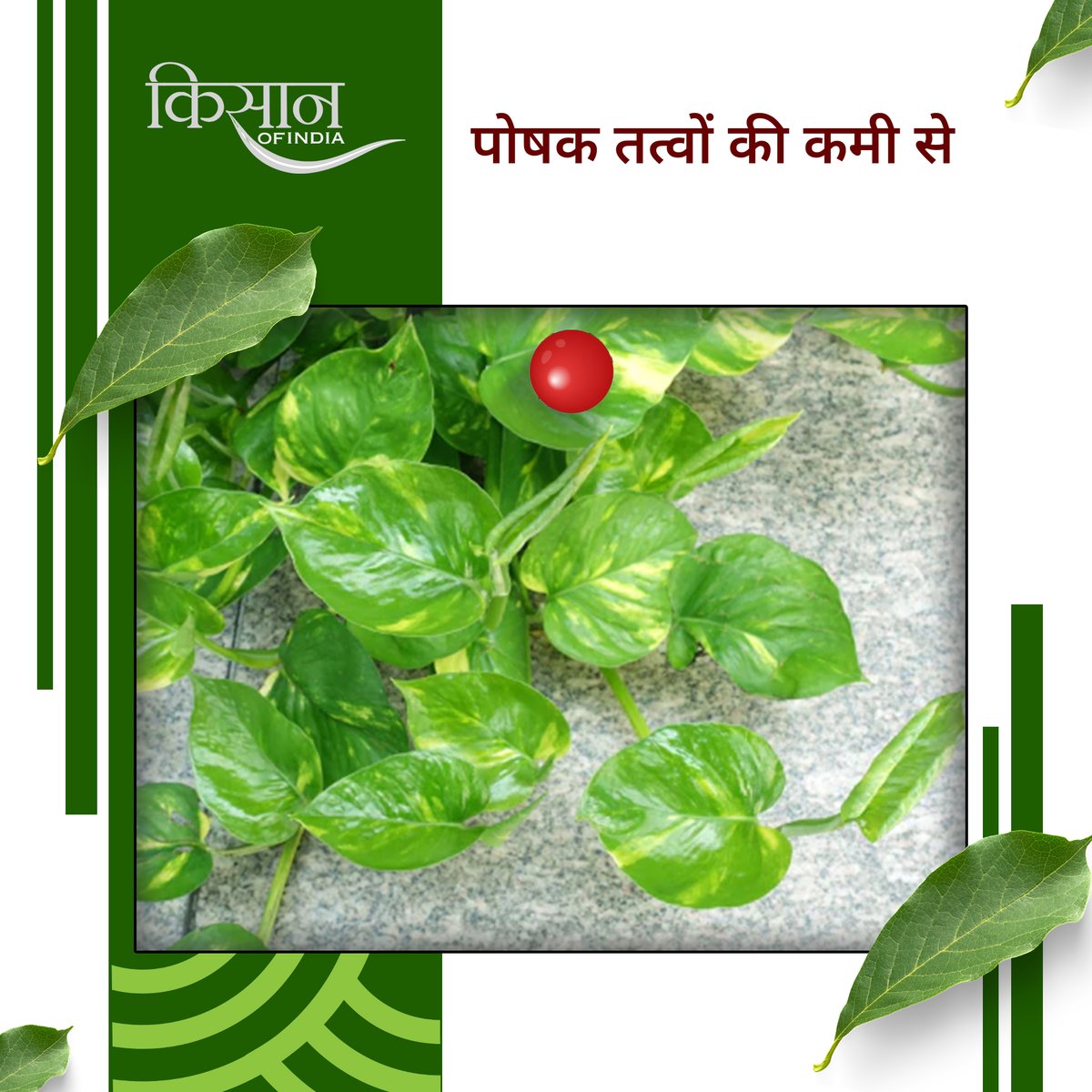 KisanofIndia's tweet image. मनी प्लांट को नाइट्रोजन, पोटैशियम और आयरन जैसे जरूरी पोषक तत्व नहीं मिलते, तो पत्तों की हरियाली कम होने लगती है। एक ही मिट्टी में लंबे समय तक रहने से उसकी उर्वरता घट जाती है, जिससे पत्ते पीले और कमजोर हो जाते हैं। 

#kisanofindia #moneyplant #plantcare #gardeningtips