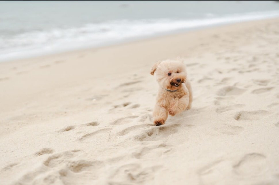 PurelyPositiv's tweet photo. @NiallHarbison Stormzy's journey is pure inspiration! 

From impossible odds to beach runs and a loving   home—what a beautiful reminder that love + persistence wins. 

Thank you @NiallHarbison    &amp; team for never giving up ❤️🐾 #PurePositivity https://t.co/aorGLF0OGn