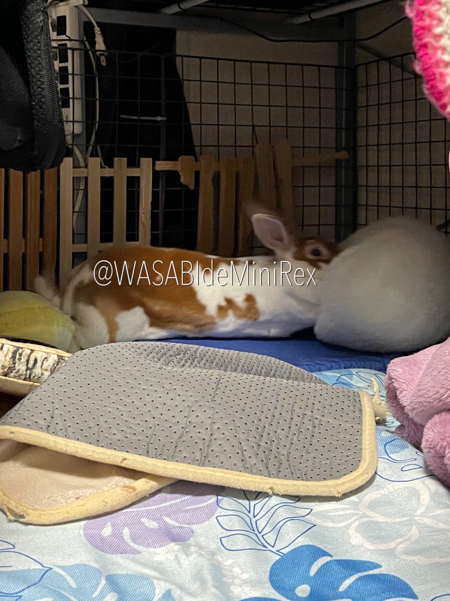 うさぎわさびc(⌒(_U･ω･U)_ tweet media