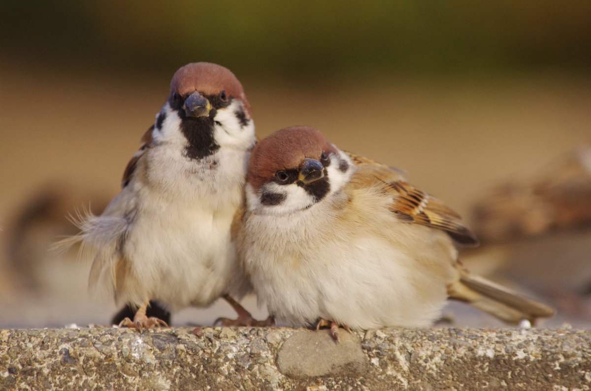 中野さとる tweet media