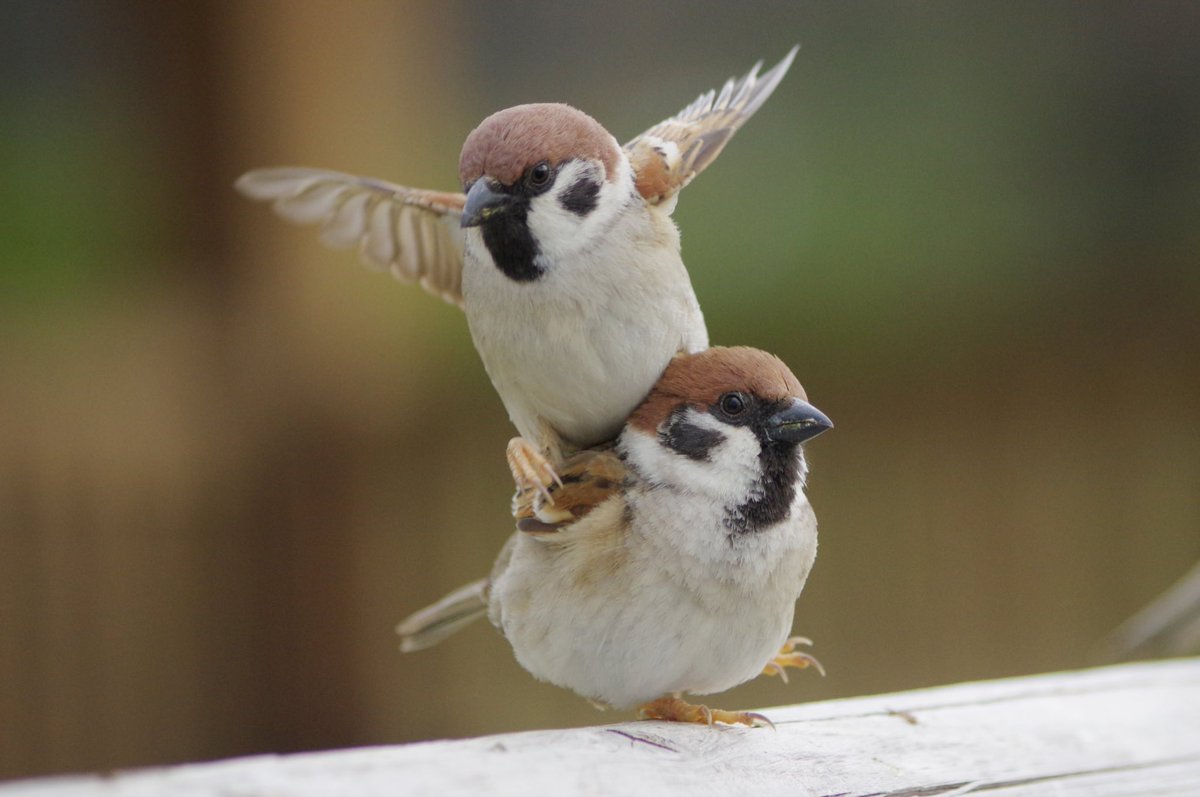 中野さとる tweet media