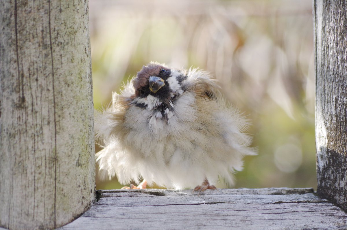 中野さとる tweet media