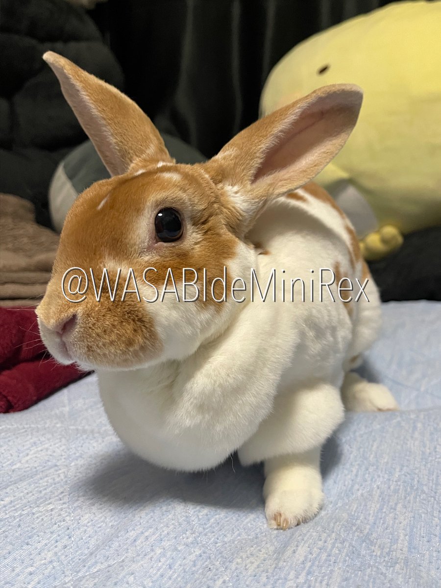 うさぎわさびc(⌒(_U･ω･U)_ tweet media