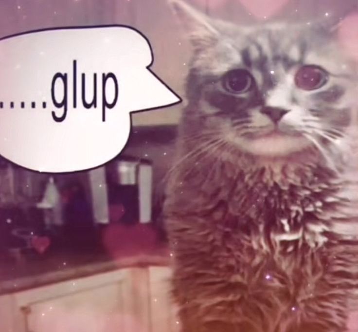 📻🪡 vince tweet media