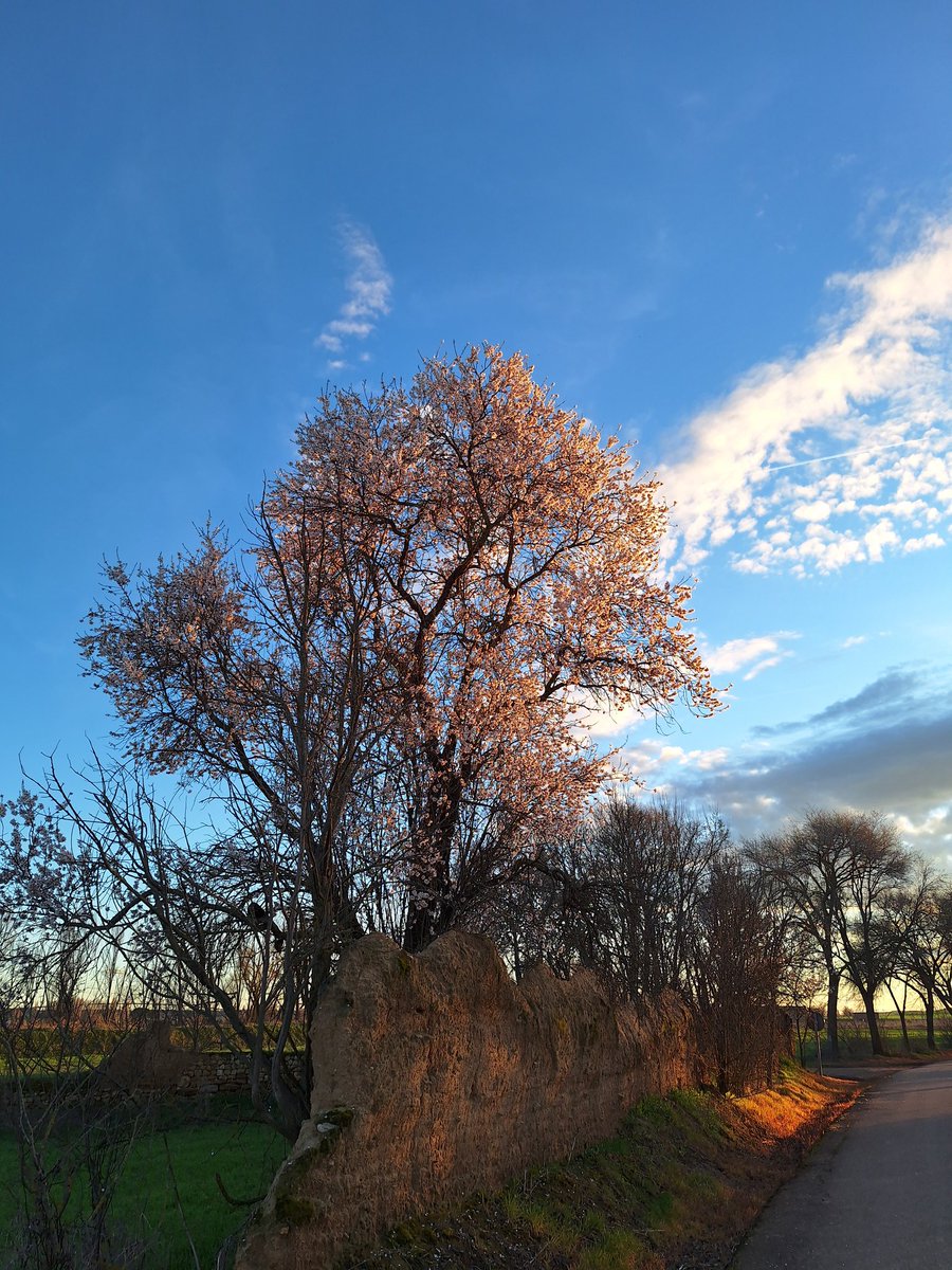 Alfonso R tweet media