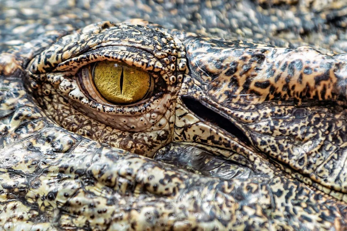 International Leather Maker tweet media