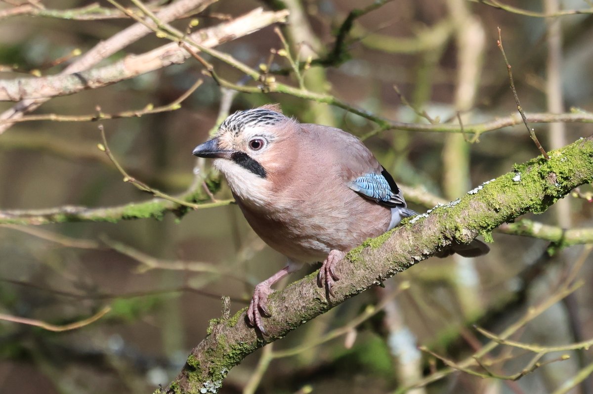 Trebor 1456 tweet media