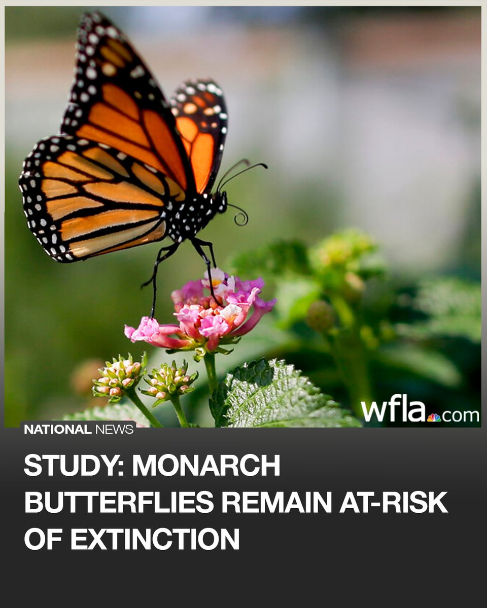 WFLA NEWS tweet media