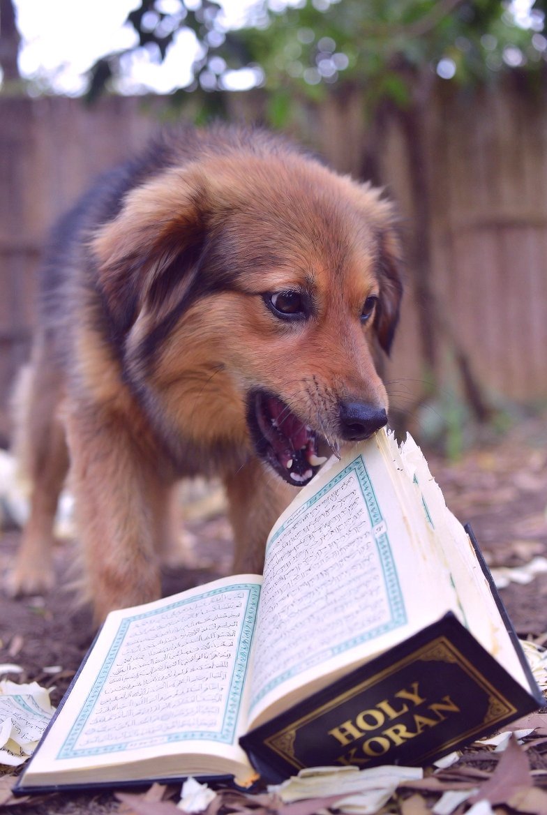 Cornpop A Baddude- Trump 2028 ☝️🇺🇸 tweet media