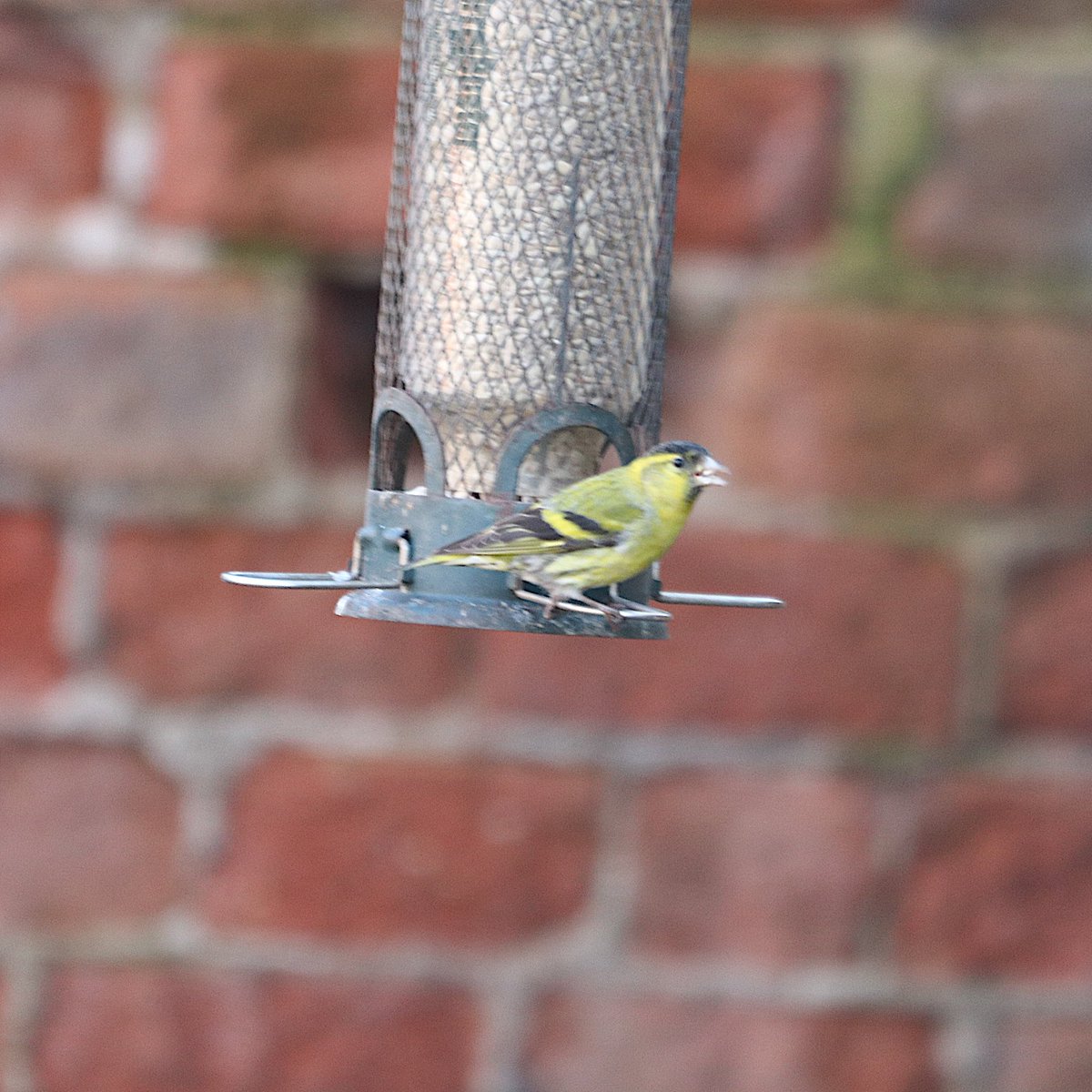IgRobinson's tweet photo. Not bad in one morning. Blackcap has been singing this the last couple of mornings so hoping he might stay around. Both in our Ruddington garden @NottsBirders https://t.co/3TVKotrlbv