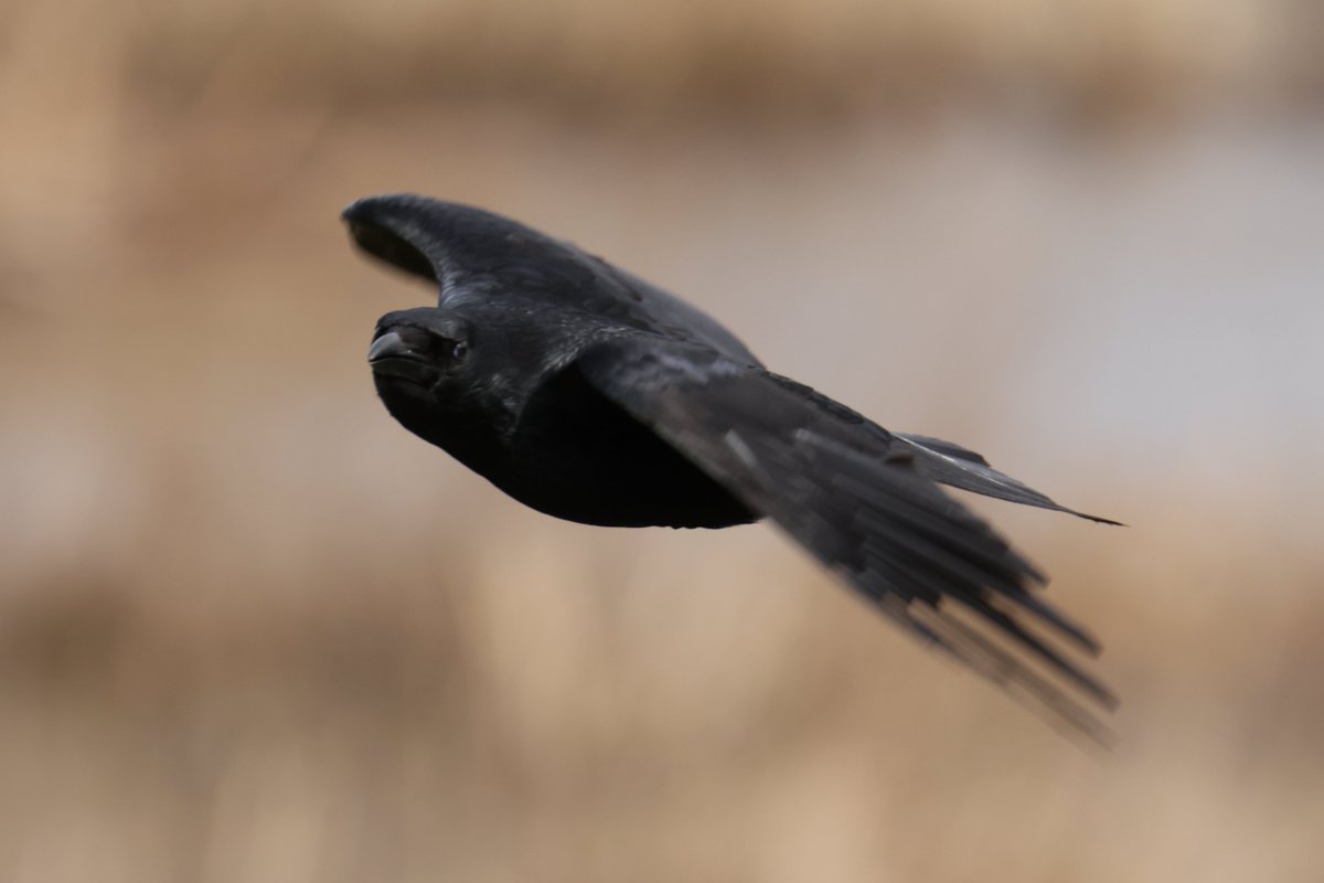 Trebor 1456 tweet media