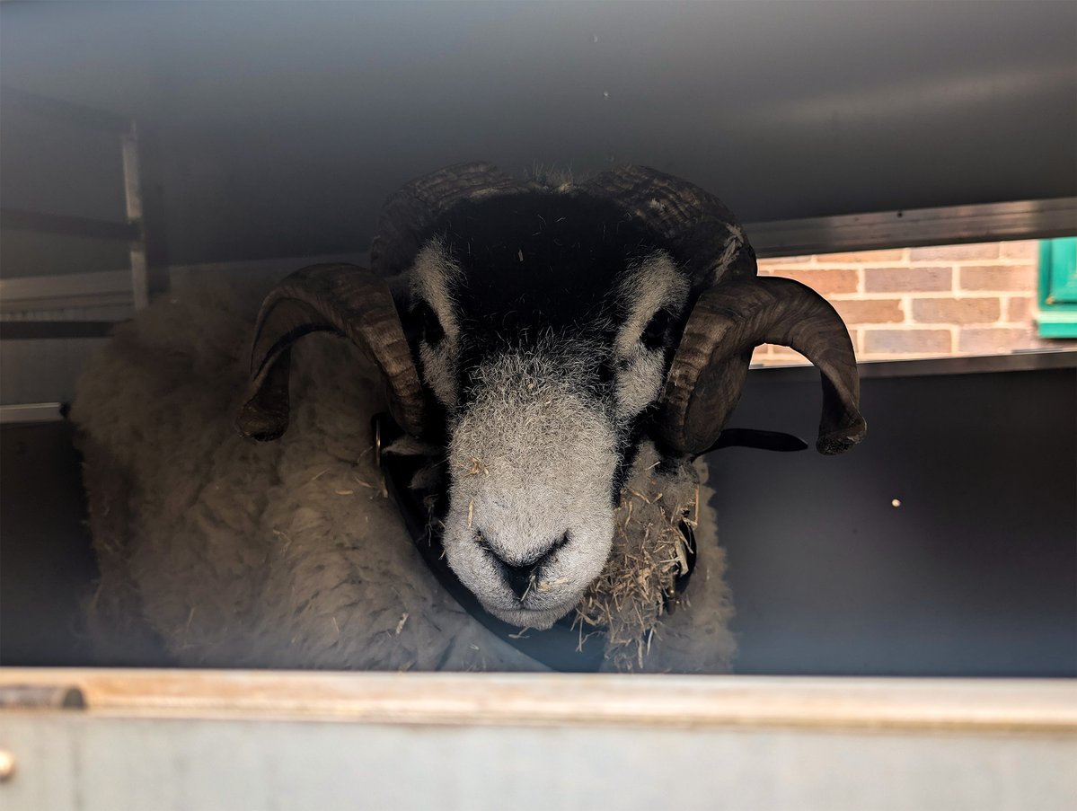 Mercian Regiment tweet media