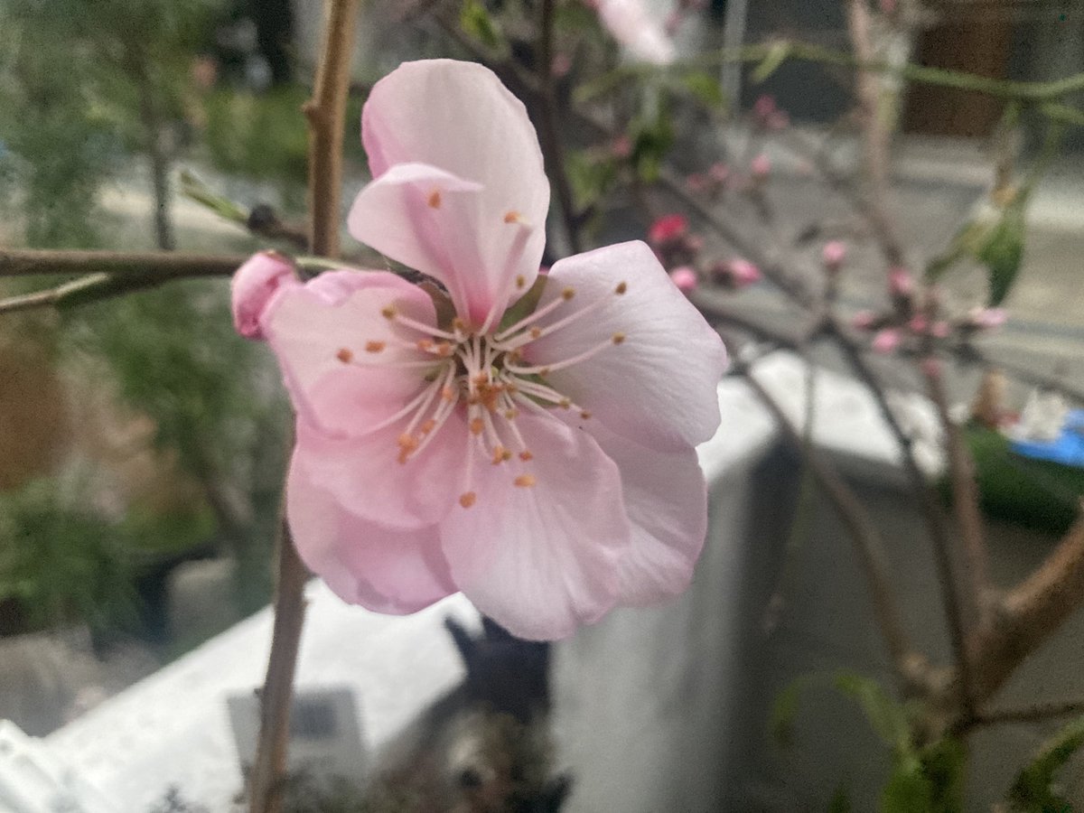 sinchancap's tweet photo. Vuelvo solo para informar que mi almendro ya está floreciendo y este año el hanami es más animal https://t.co/MmRUDtUVKd